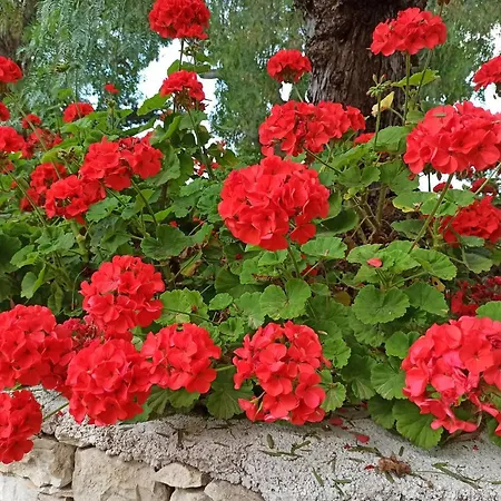 Beatrice Villa Serranova