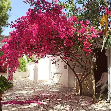 Beatrice Villa Serranova